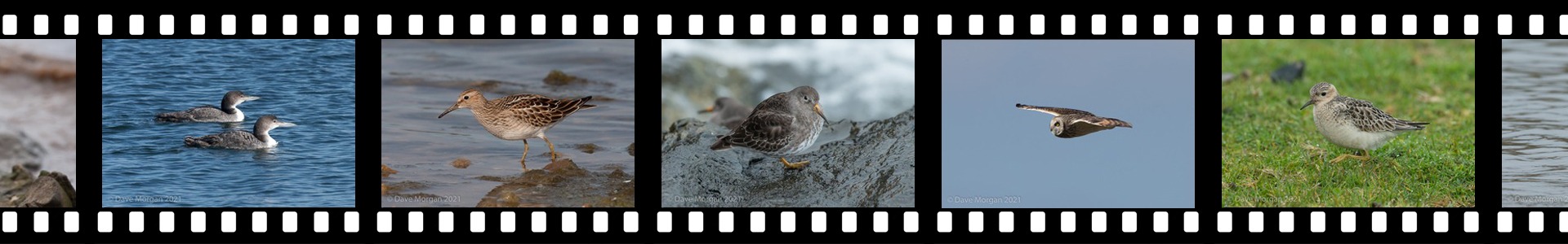 Wings 'n Things Birds Header